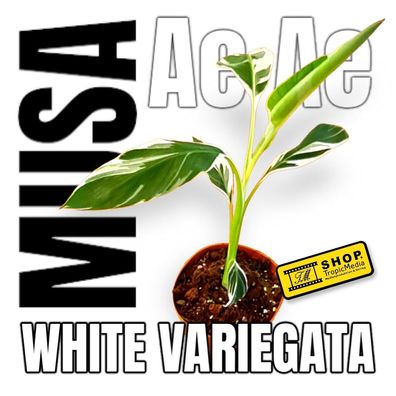 Musa Ae Ae Variegata Pflanze - Königin der Bananen