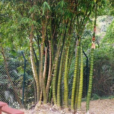 50 Stück Seltene Gefleckte Bambus samen Hohe Keimungsrate
