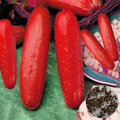 100 rote Gurken Samen Hohe Keimrate Leicht zu wachsen wachsen, Obst und Gemüse für de