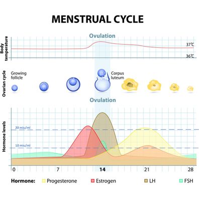 25 David Ovulationstest 10 miu/ ml + 5 Schwangerschaftstest - Streifen