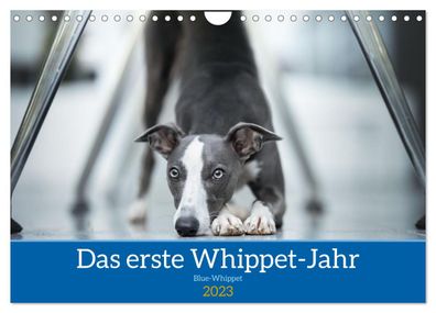 Das erste Whippet-Jahr 2023 Wandkalender