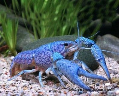 Garnelio – Blauer Floridakrebs - Procambarus alleni - 1 Pärchen