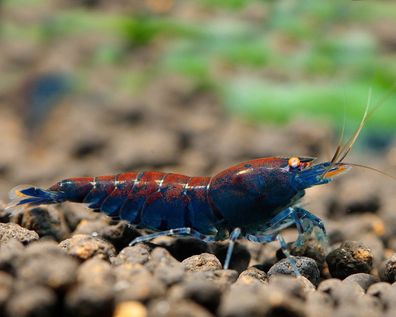 Garnelio – Blaue Tigergarnele - Caridina cf. cantonensis - 5er Gruppe