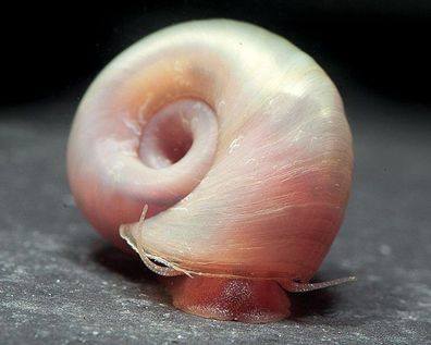 Garnelio – Rosa Posthornschnecke - Planorbella duryi duryi - 5er Gruppe