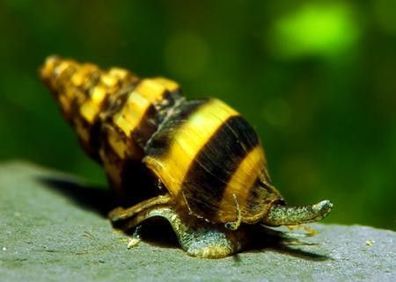 Garnelio – Raubschnecke - Anentome helena - 10er Gruppe - natürliche Schneckenfalle