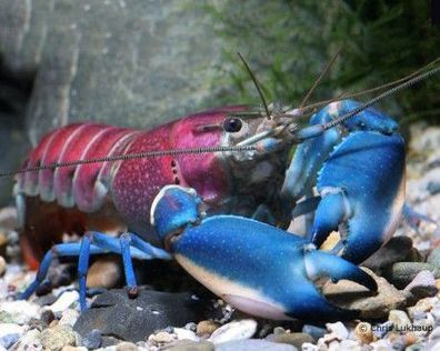 Blau-Rosa Krebs - Cherax pulcher - Wunderschöner Aquarienkrebs für Aquarium