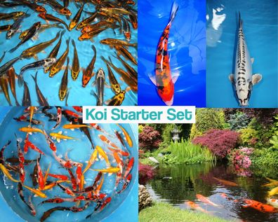 Koi Starter Set