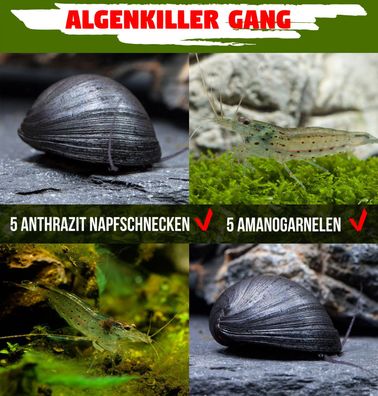 Die Algenfresser im Aquarium - 5 x Neritina pulligera & 5 x Caridina multidentata