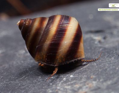 Pianoschnecke / Pinselalgen Schnecke 3er Gruppe + 10g NH Schneckenfeed