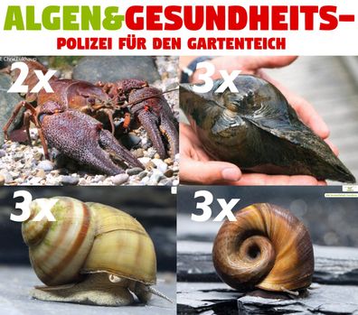 6x Teichschnecken, 3x Teichmuscheln, 2 x Teichkrebse + 1 NH TOXEX BALL - gegen Algen