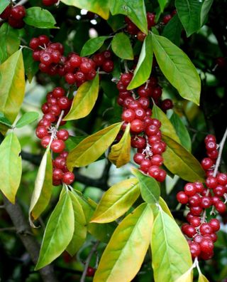 Essbare Ölweide Elaeagnus multiflora 60 - 100 cm im Container