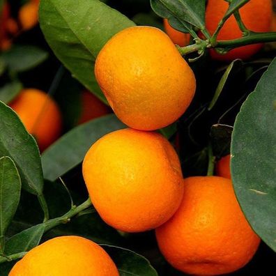 20 Stück Orangenbaum Samen Garten Innenbalkon Topf Bonsai Zwerg Obstpflanzen Hübsche