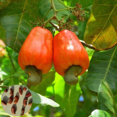 5 Stück Cashewnuss-Samen Köstliche Tropische Obstbaum-Garten-Bauernhof-Pflanze Hübsch
