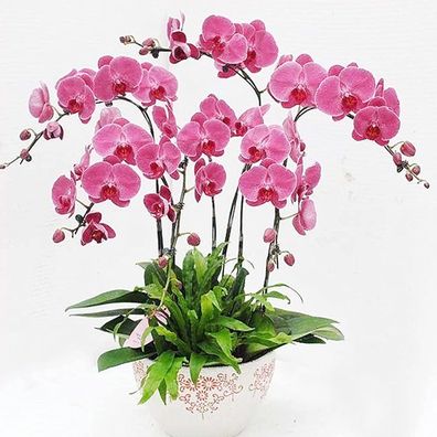 100 Stück/ Beutel Phalaenopsis-Samen Orchideenblüten-Bonsai-Pflanzen