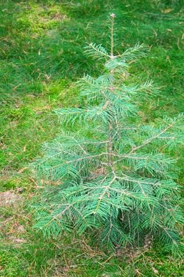 25 Stück Coloradotanne, Silbertanne, Grautanne, Weihnachtsbaum - Abies concolor