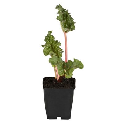 Rhabarber 'Poncho' - Rheum rhabarbarum 'Poncho', Gemüsepflanze im Topf 12 cm - 12 cm
