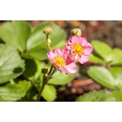 Erdbeere 'Rosana' (Roman) - Fragaria x ananassa, Erdbeerpflanze im Topf 11 cm - 3 Töp