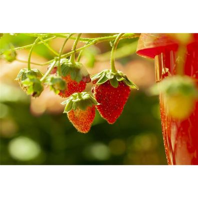 Wald-Erdbeere 'Tubby® Red' - Fragaria vesca 'Tubby® Red', Erdbeerpflanze im Topf 11 c