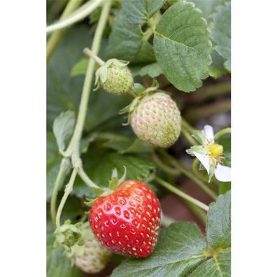 Erdbeere 'Rosana' - Fragaria x ananassa, Erdbeerpflanze im Topf 11 cm - 3 Töpfe a 11