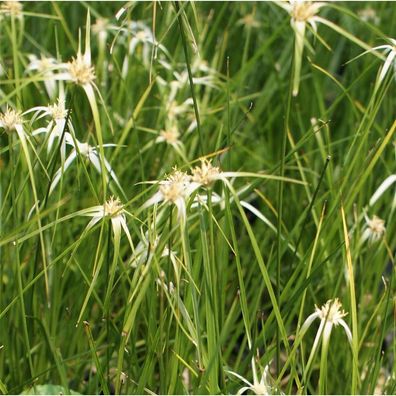 Sternentänzergras, Edelweißgras - Rhynchospora variagata, Topf 12 cm - 13 cm