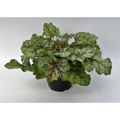 Heuchera "Dales Strain" - Purpurglöckchen "Dales Strain" im Topf 12 cm - 12 cm