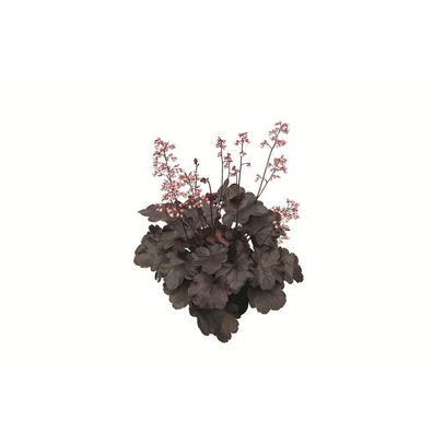 Heuchera "Starry Night" - Purpurglöckchen "Starry Night" im Topf 12 cm - 12cm