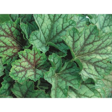 Heuchera "Green Spice" - Purpurglöckchen "Green Spice" im Topf 12 cm - 12cm