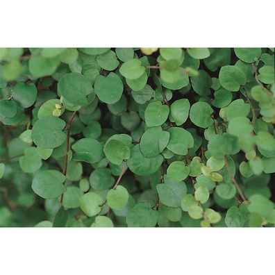 Mühlenbeckia complexa, grossblättrig - Mühlenbeckie complexa Auslese winterhart, im T