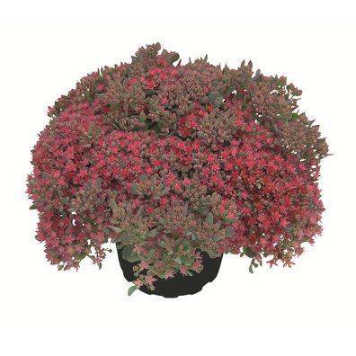 Sedum rocky - rote Polster-Fetthenne im Topf 12 cm - 12cm (Gr. 15.0)