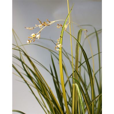 Anthericum Starlight® - Gras Starlight - Graslilie Starlight, im Topf 13 cm - 13 cm