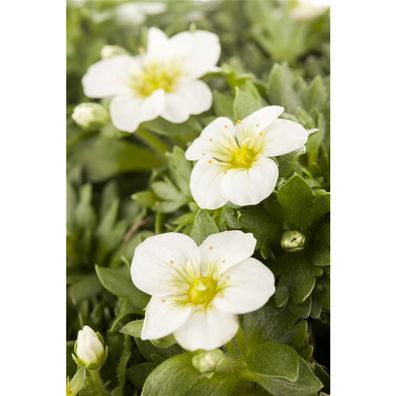 Garten-Moos-Steinbrech, Blüte weiß - Saxifraga x arendsii, weiß, im Topf 11 cm - 11 c