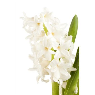 Hyazinthe 'White Pearl', weiß, 1 Zwiebel im Topf - Hyacinthus orientalis 'White Pearl