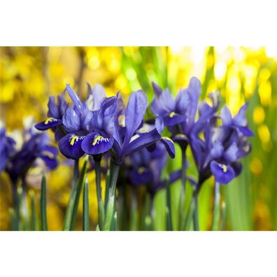 Iris reticulata 'Harmony' - Netz-Schwertlilie 'Harmony', blau, im Topf vorgetrieben -