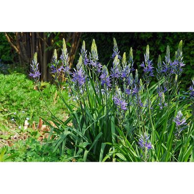 Prärielilie, blau - Camassia cusickii, Cusicks Prärielilie, im Topf 11 cm - 11 cm