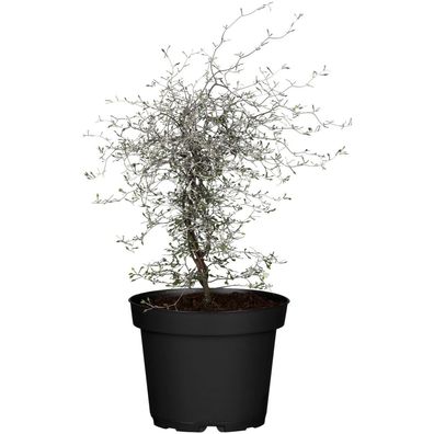 Corokia cotoneaster - Zickzackstrauch - 12 cm (Gr. 150.0)