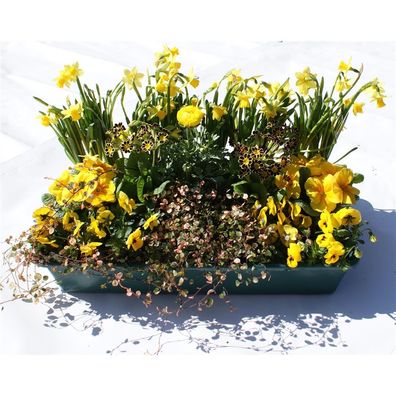 Frühlingskiste Sonnenschein - 15 Pflanzen in gelb in der praktischen Lieferkiste - Ki