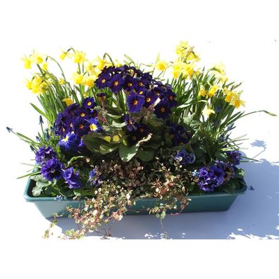 Frühlingskiste Bayern - 15 Pflanzen in blau in der praktischen Lieferkiste - Kiste mi