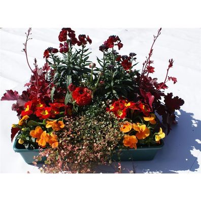 Frühlingskiste Feuerschein - 15 Pflanzen in rot in der praktischen Lieferkiste - Kist