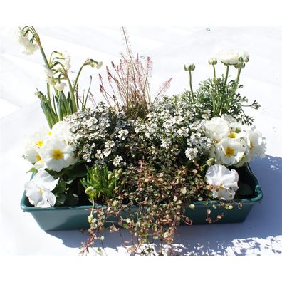 Frühlingskiste Edel - 15 Pflanzen in weiß in der praktischen Lieferkiste - Kiste mit