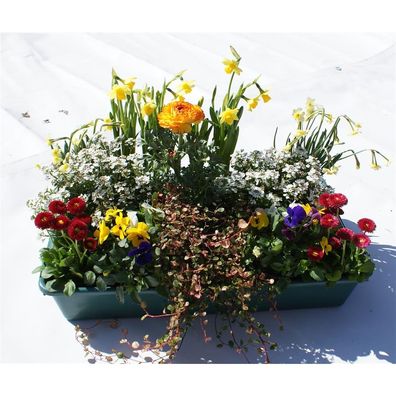 Frühlingskiste Kunterbunt - 15 Pflanzen bunter Farbmix in der praktischen Lieferkiste