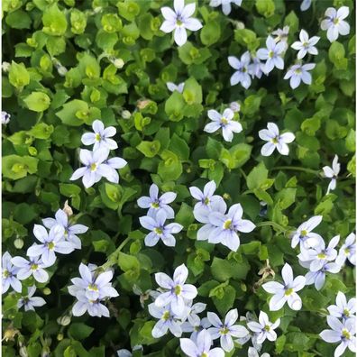 Garten-Scheinlobelie 'Blue Star' - Isotoma fluviatilis 'Blue Star', blauer Bubikopf,