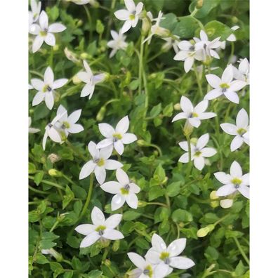 Garten-Scheinlobelie 'White Star' - Isotoma fluviatilis 'White Star', weißer Bunikopf