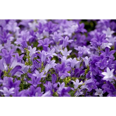 Campanula portenschlagiana - Polster-Glockenblume, blau, im Topf 12 cm - 12 cm