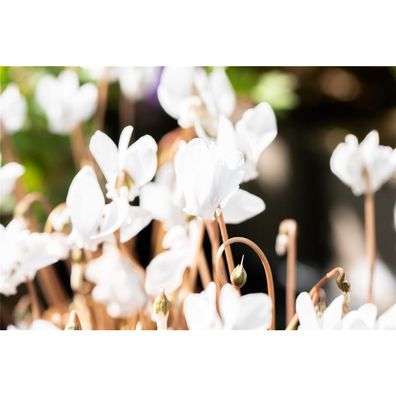 Herbst-Alpenveilchen 'Amaze Me White', winterhart - Cyclamen hederifolium, im Topf 11