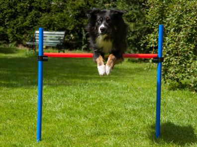 Hürde mit Tragetasche, Hundetraining, Agility