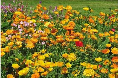 Easygreen Blumenpracht Patch 1,2m² – Blumenwiese für alle Lagen