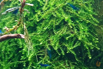 Pilo Moos | Pilotrichaceae "Pilo moss" Aquarium Pflanze Pflanzen - Rarität