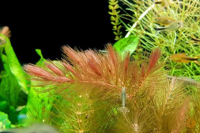 Raues Hornkraut / Hornblatt | Ceratophyllum demersum "Foxtail" Aquarium Teich Pflanze