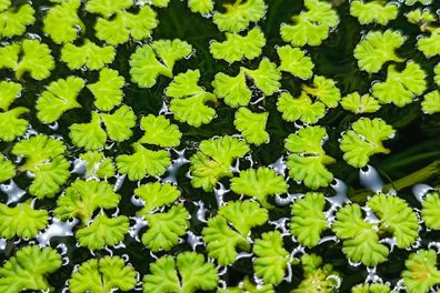 Schwimmlebermoos Ricciocarpos natans | Schwimmpflanze Aquarium Teich Schwimm Pflanze