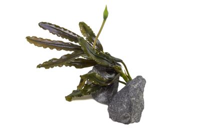 Bucephalandra "Mini Black Carpet" submers | Aquarium Pflanze Pflanzen Buce - Rarität